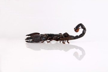 Skorpion von der Seite