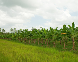 Fototapeta na wymiar Bananenplantage