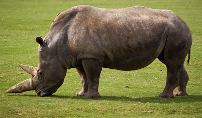 Fototapeta premium Side view of a white rhinoceros grazing