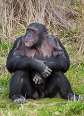 Chimpanzee sitting in a human position