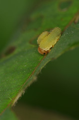 Cimbicid Sawfly nb.26