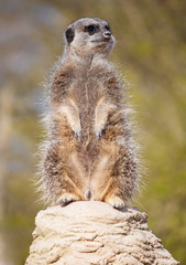 A vigilant meerkat looking out for predators