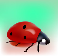 Vector Ladybug