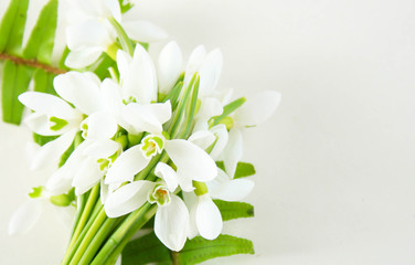 Obraz na płótnie Canvas Close up of a snowdrop flower bouquet. Nature concept