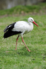 Storch