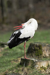 Storch