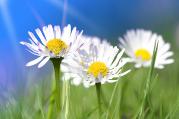 Daisy flowers group with blue sky