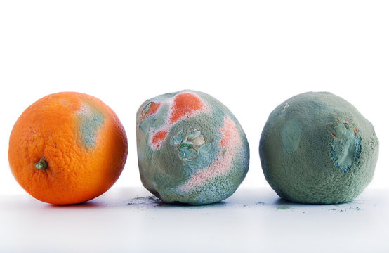 Concept D&eacute;gradation - 3 Oranges moisies