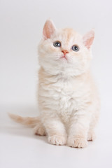 British kitten on white background