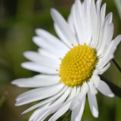 Fototapeta premium gänseblümchen 2