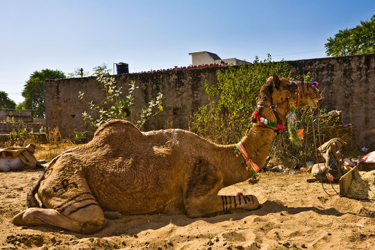 Kamel Pushkar 1