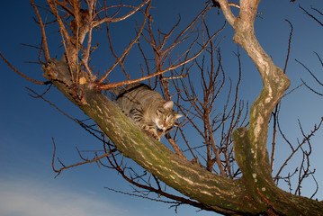 GATTO