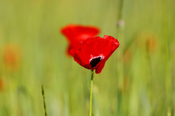 Red poppy's in the field close up shot