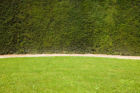 Meadow against a hedge wall