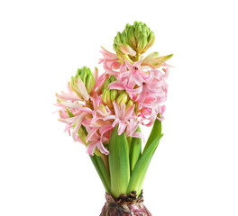 Growing hyacinth