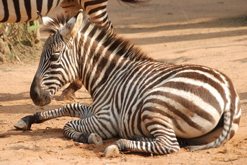 Fototapeta na wymiar zebra on ground