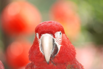 red parrot bird