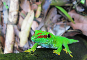 Madagascar day gecko