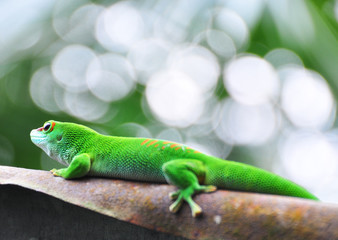 Madagascar day gecko