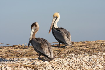 Pair of Pelicans2