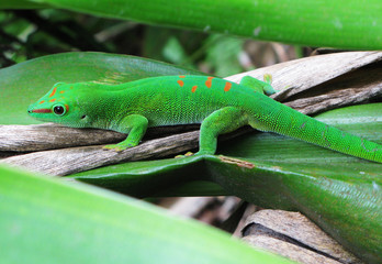 Madagascar day gecko