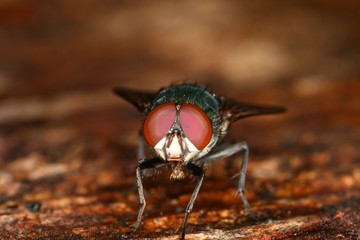 Fliege