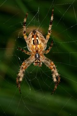 Kreuzspinne