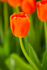 Beautiful tulip flower blooming during spring season