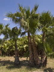 palmeras campo