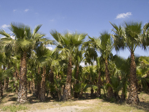 campo palmeras