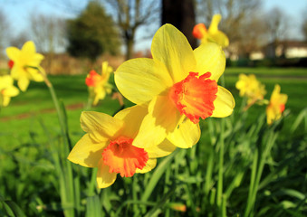 April flowers in the park