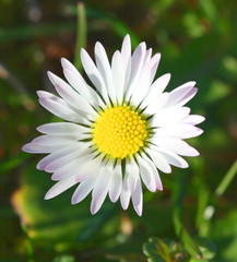 Fototapeta premium White and yellow daisy detail