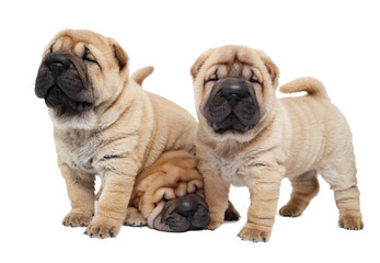 three sharpei puppy dog