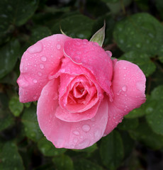 Pink rose macro shot with rain drops
