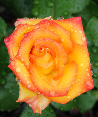 Pink, yellow and red rose macro with rain drops