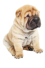 Obraz premium young sharpei puppy dog