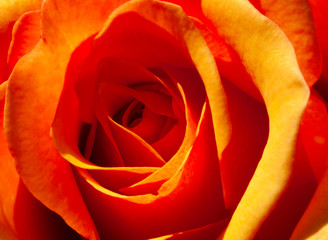 se up of an orange rose