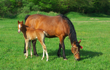 Obraz na płótnie Canvas Foal and mother