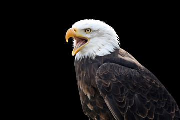 adler 10
