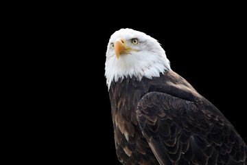 adler 9