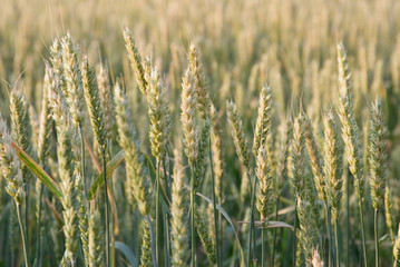 Green wheat ears on summer field background