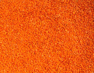 Red lentil