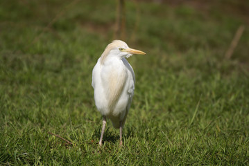 heron