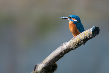 Eurasian Kingfisher