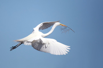 Great Egret in flight carrying a branch.