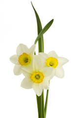 Close-up narcissus on white background