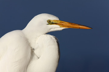 Adult Great Egret