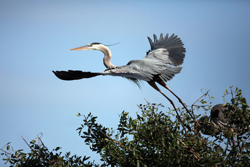 Great Blue Heron Taking Off From Rookery