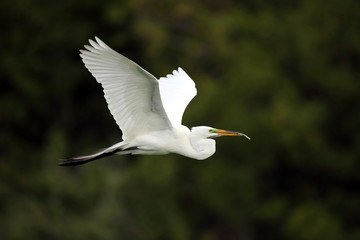 Great Egret In Flight With Nesting Material