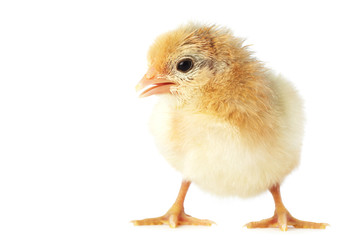 day-old chick 02